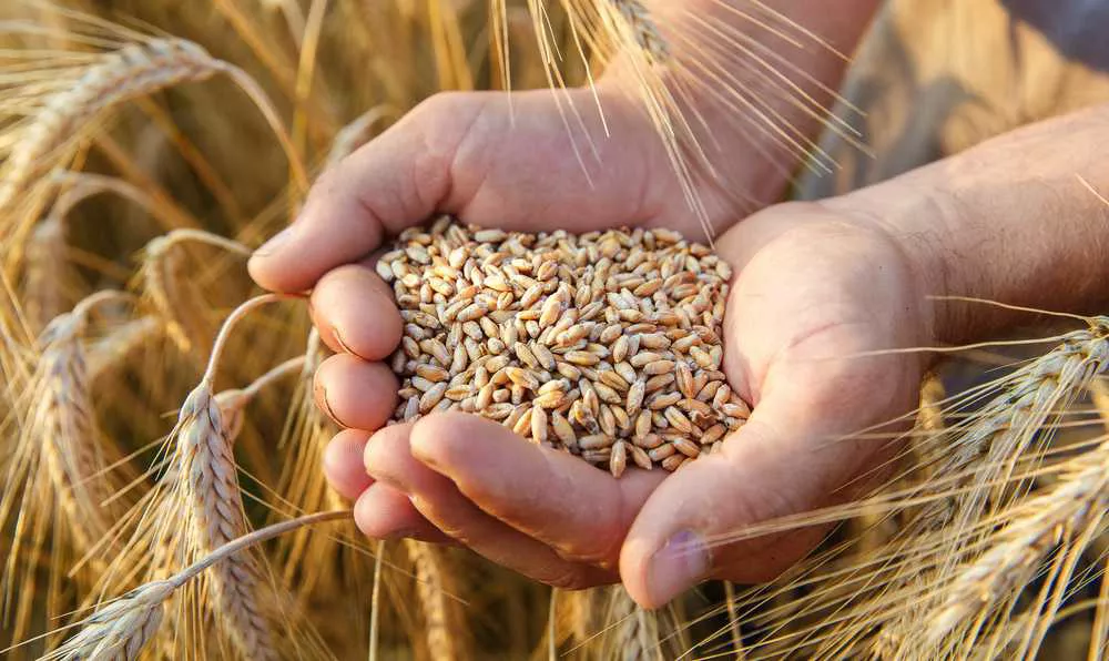 Bulgur nasıl yetiştirilir?