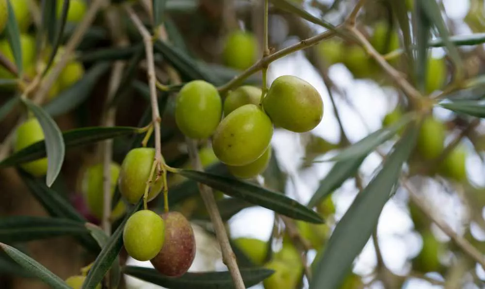 zeytin nasil yetisir