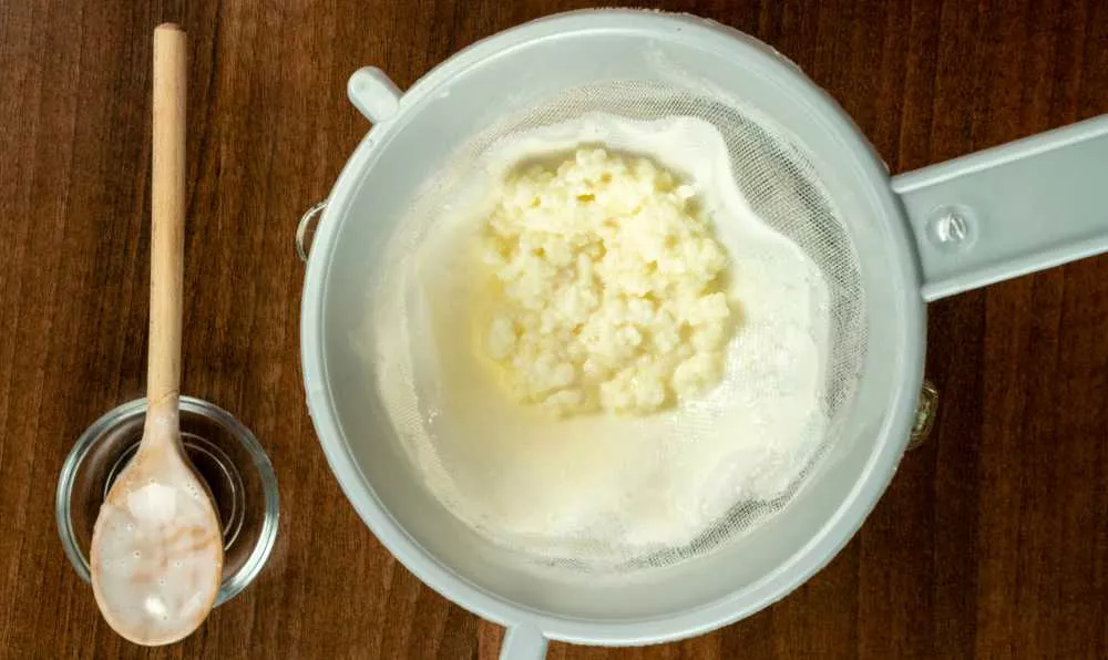 kefir mayasi