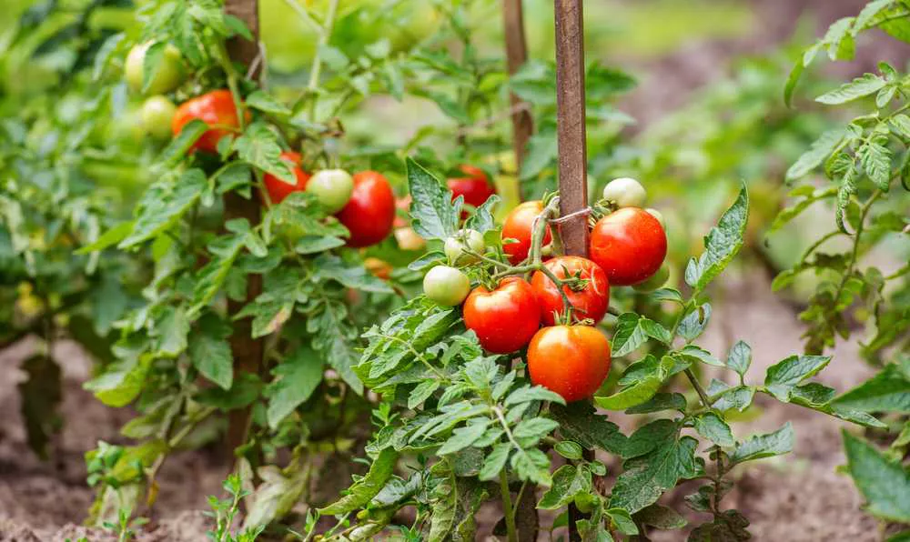 Menemen malzemeleri nasıl yetiştirilir?