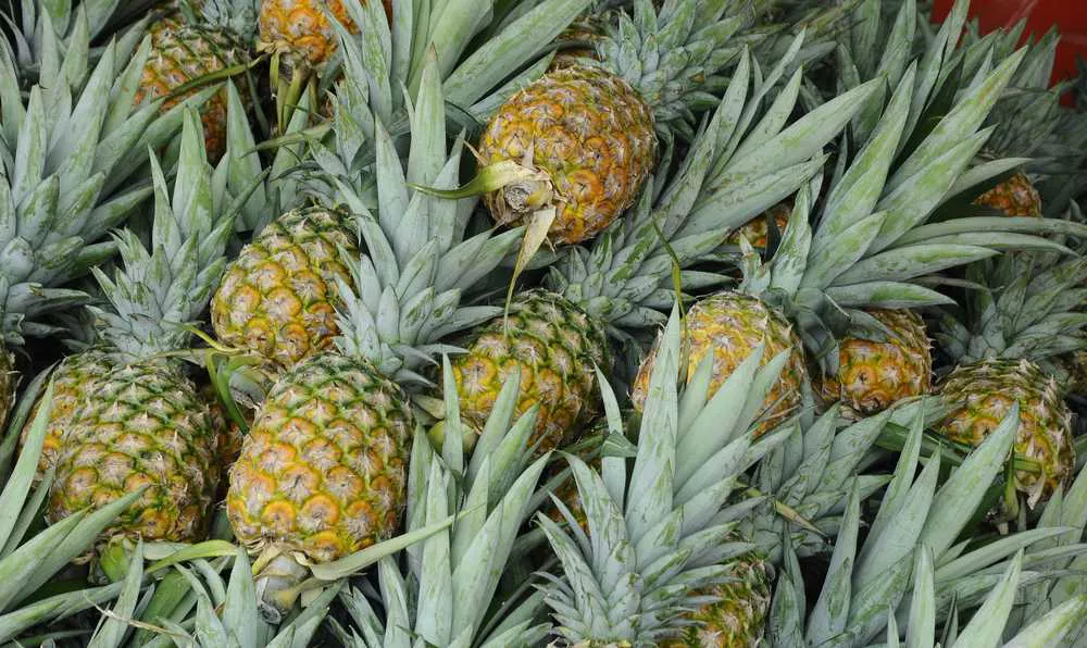 ananas faydasi