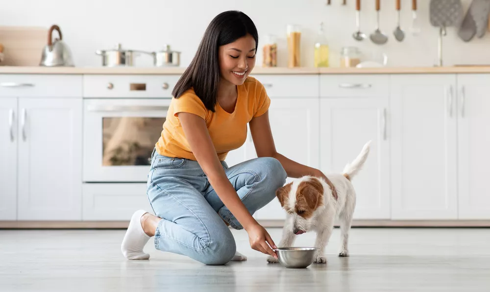 Kediler ve köpekler nasıl diyet yapmalı?